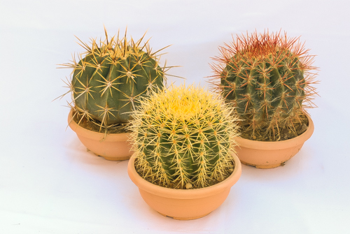 Pot 20